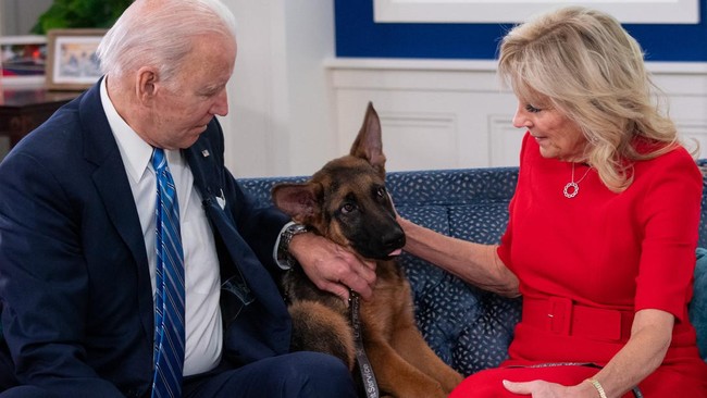 Commander, anjing kesayangan Presiden AS, Joe Biden