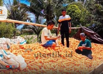 Politisi muda PKB, Bahrudin Ismail saat bersama petani Desa Milangodaa, Kecamatan Popayato Timur.