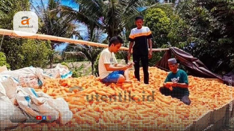 Politisi muda PKB, Bahrudin Ismail saat bersama petani Desa Milangodaa, Kecamatan Popayato Timur.