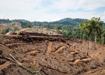 Aktivitas land clearing di konsesi PT. BTL. Kayu hutan alam dimanfaatkan menjadi wood pellet