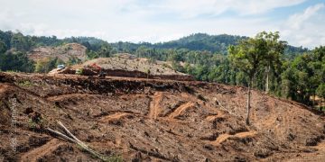 Aktivitas land clearing di konsesi PT. BTL. Kayu hutan alam dimanfaatkan menjadi wood pellet
