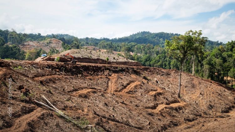 Aktivitas land clearing di konsesi PT. BTL. Kayu hutan alam dimanfaatkan menjadi wood pellet