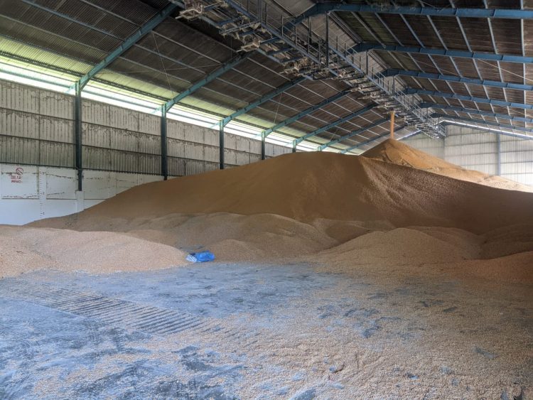 Gambar gudang jagung salah satu perusahaan di Kabupaten Pohuwato. (Aset : Wahyu/Hp).